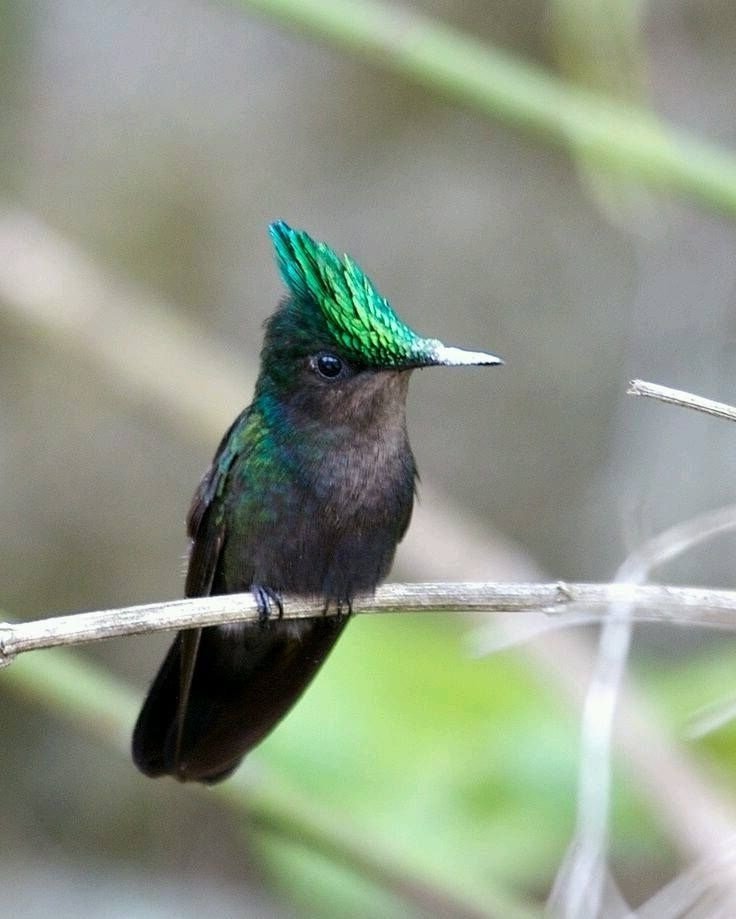 Antillean Crested Hummingbird