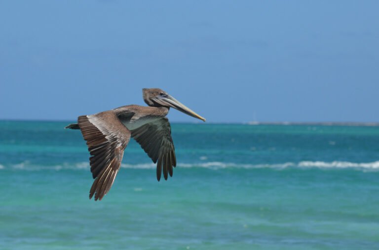 St Barth Brown Pelican