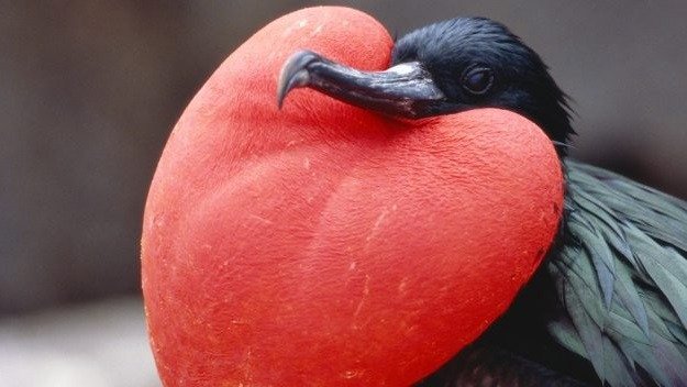 Magnificent Frigatebird