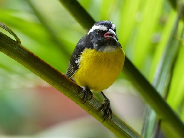 Bananaquit in St Barth