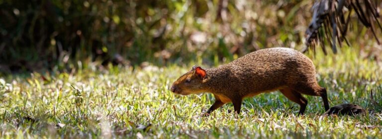 Agouti