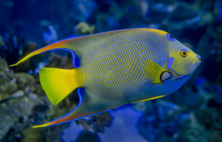 Unique Species of Angelfish in St. Barth