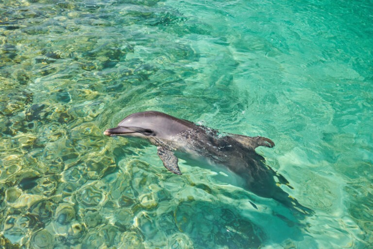 Bottlenose dolphins in St Barth