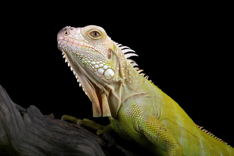 Lesser Antillean Iguana