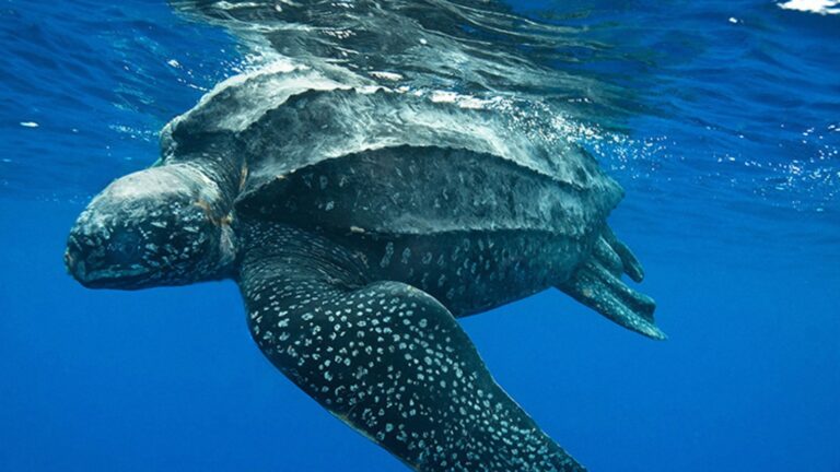 Leatherback turtles in St Barth