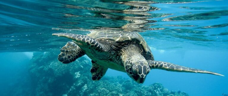 Green Turtle in St Barth