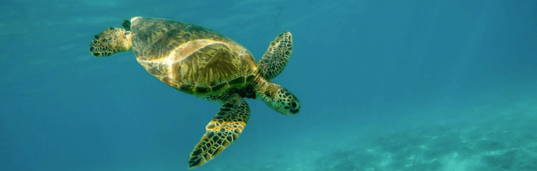 Hawksbill Turtles in St Barth