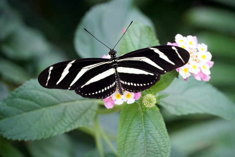 Butterflies in St Barth