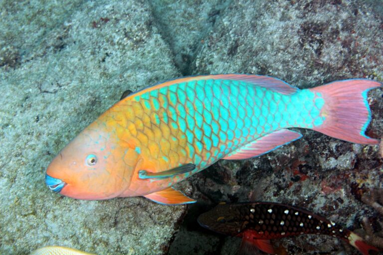 Species of Parrotfish in St. Barth