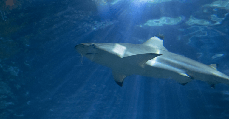 Reef Sharks in St. Barth