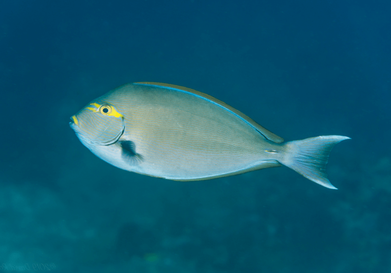 Surgeonfish