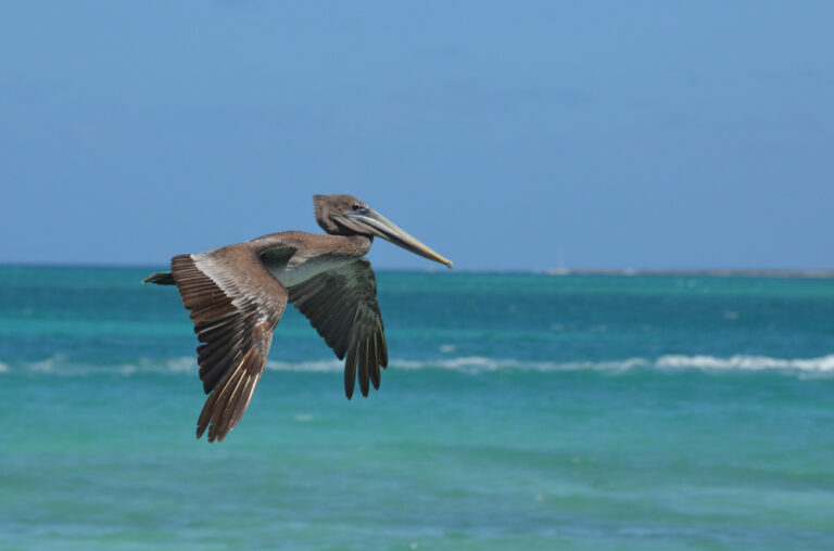 St Barth Brown Pelican