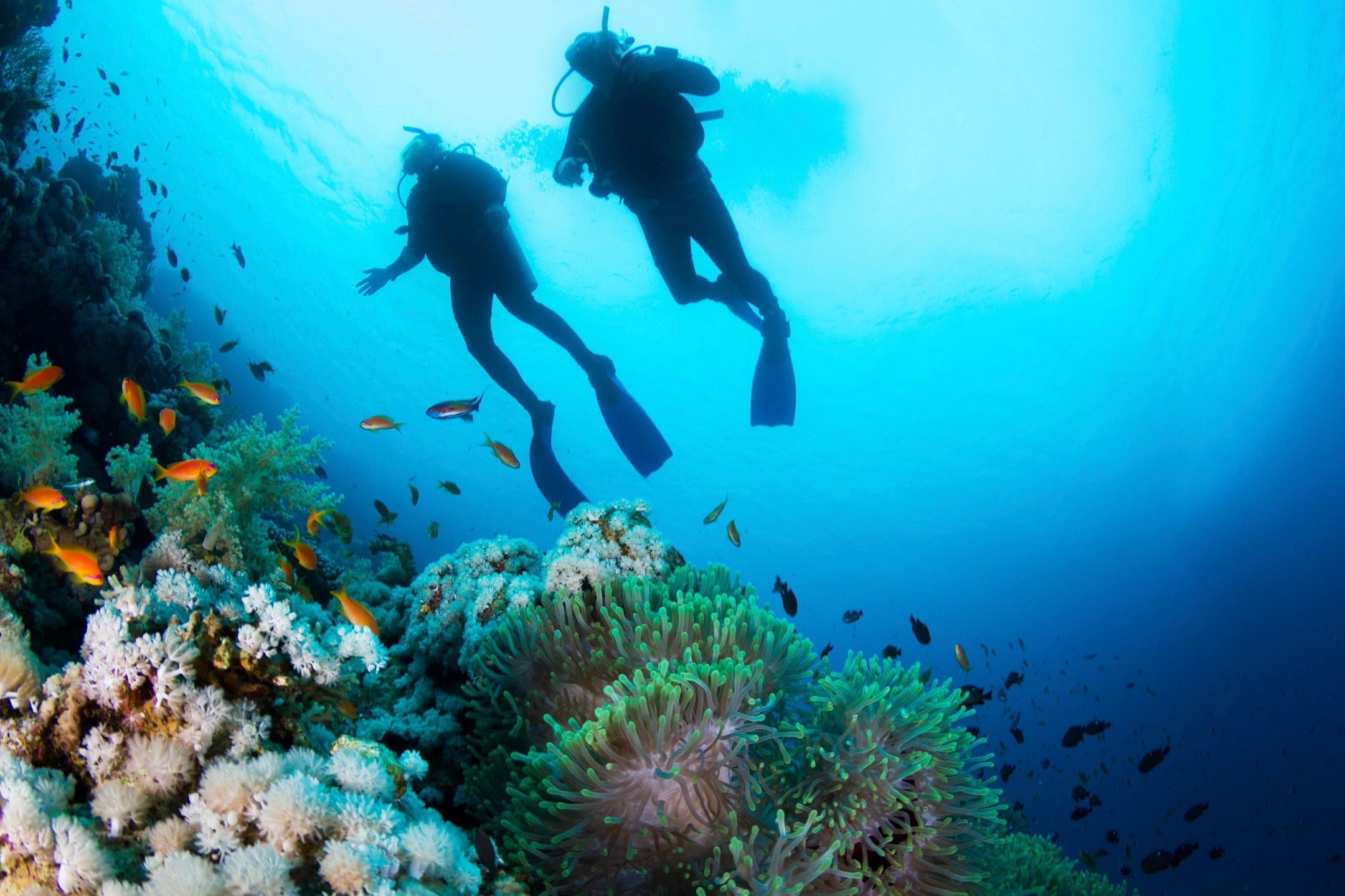 🌴 Top 5 Adventure Activities in St. Barthélemy 🌴